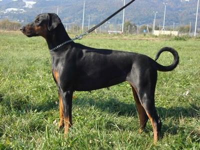 Fia Lazodobi | Black Doberman Pinscher