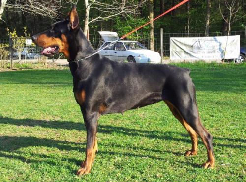 Feya Lazodobi | Black Doberman Pinscher
