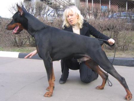 Modus Ost Evan Evangel | Black Doberman Pinscher