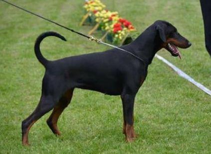 Torontos Cerina | Black Doberman Pinscher