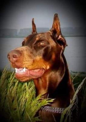 Borgia Apologeta (2010) | Brown Doberman Pinscher