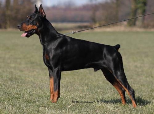 Bill Baron Apologeta | Black Doberman Pinscher