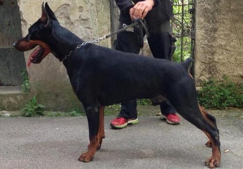 Sant Kreal Idol | Black Doberman Pinscher