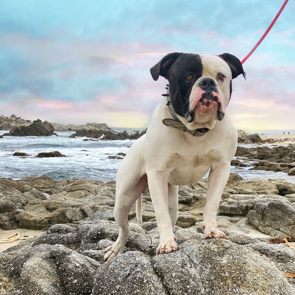 Best Buds Gucci Man AKA "Roscoe” | American Bulldog 