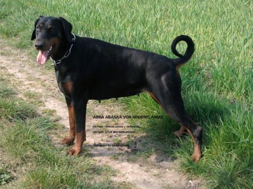 Abba Abaska v. Hohenflamme | Black Doberman Pinscher