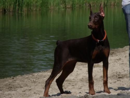 Cora di Altobello | Brown Doberman Pinscher