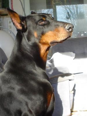 Noldens'Ipsos de la Cour de la Fauconniere | Black Doberman Pinscher