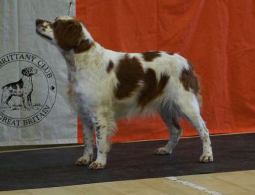 Kenocto Pretty Pachanga Of Bonapartist | Brittany 