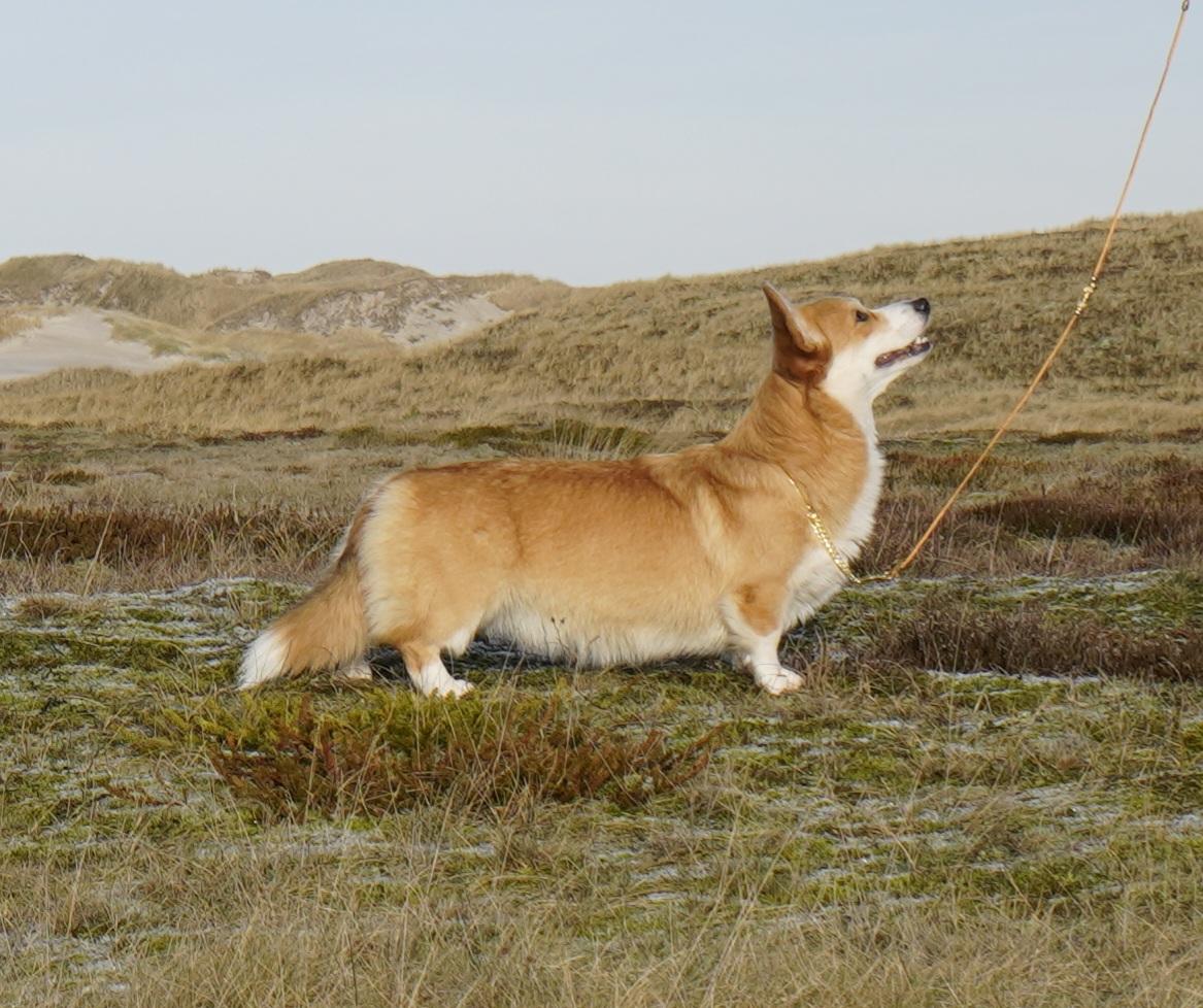 Lower Saxon Born this way | Pembroke Welsh Corgi 