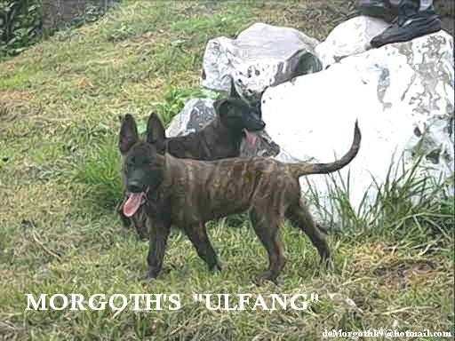 Morgoth´s ulfang (Ortega) | Dutch Shepherd 