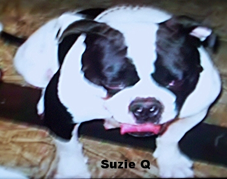 cajun Mt Susie Q | Olde English Bulldogge 