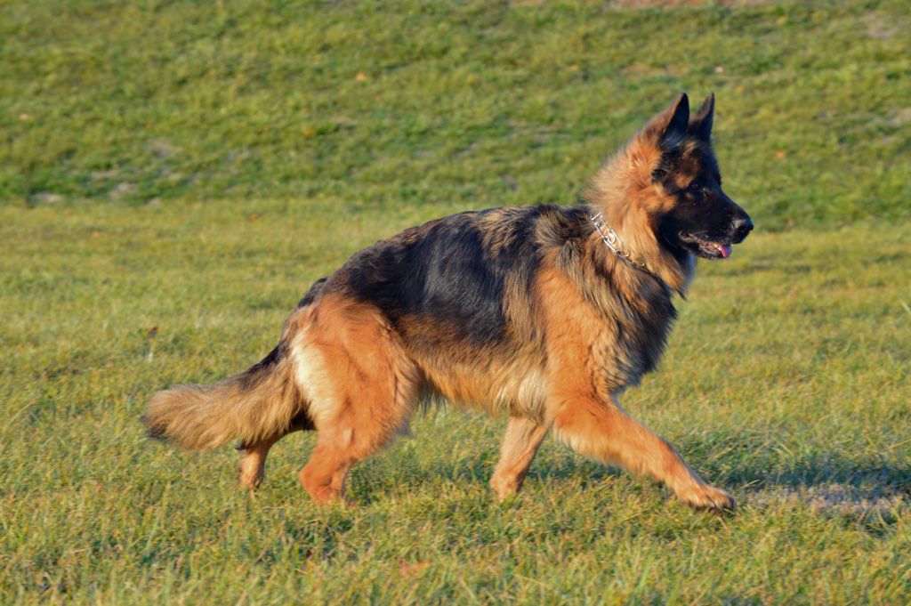 Rimini Vom Hutberg | German Shepherd Dog 
