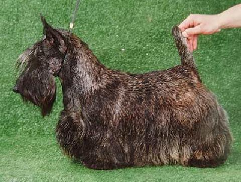 Dundee Jeweller's Eye | Scottish Terrier 