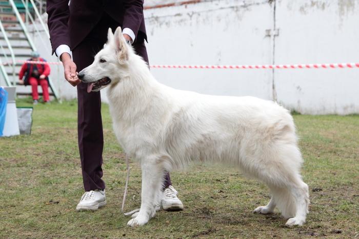 Astra Avis Uldina | White Swiss Shepherd Dog 