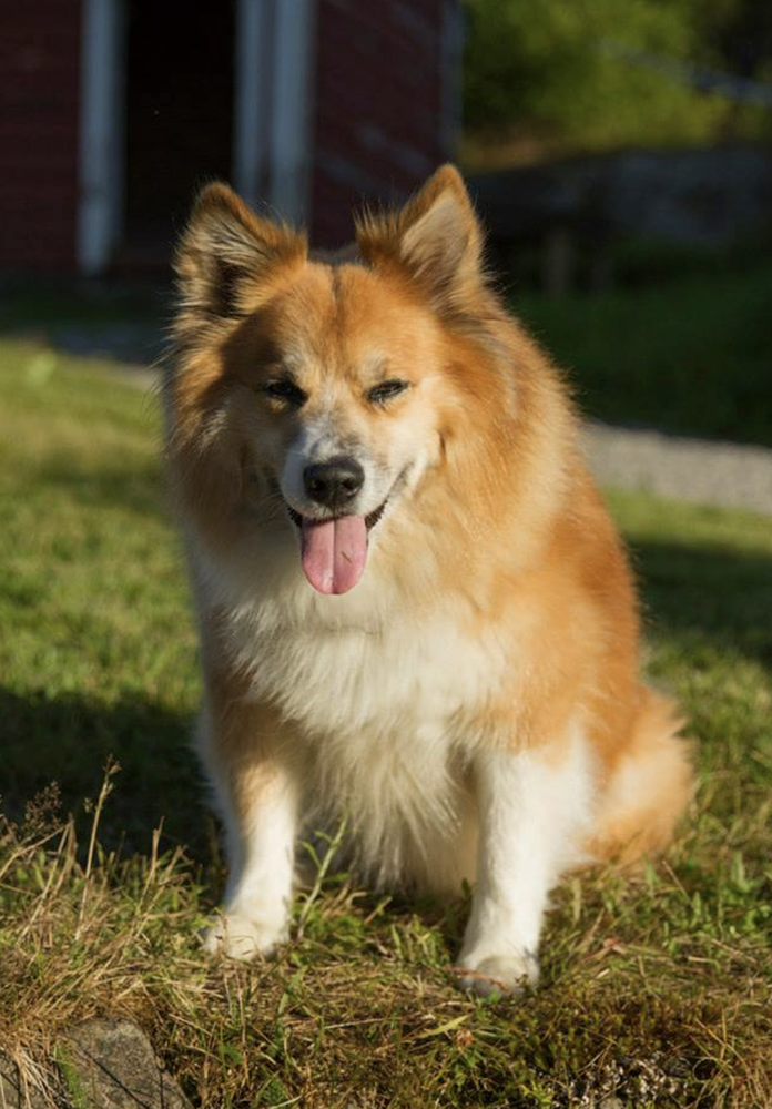 Skin-Deep's Balder | Icelandic Sheepdog 