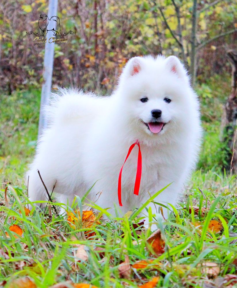 Gold Charm Joy For Northmoor | Samoyed 