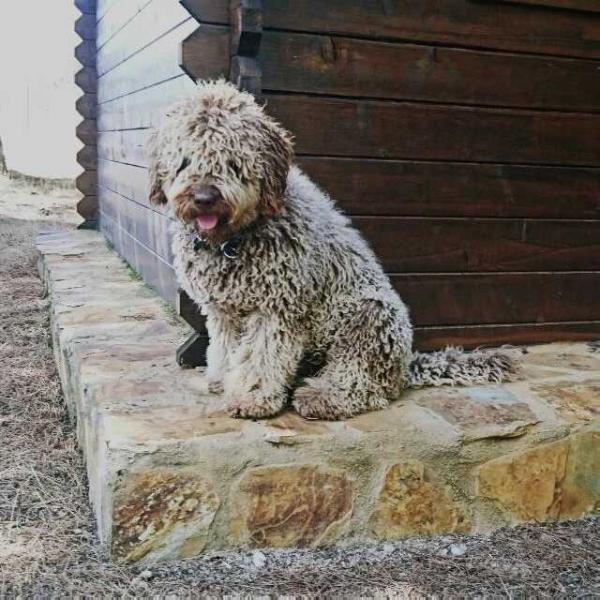 Elvys de Ubbadat | Spanish Water Dog 