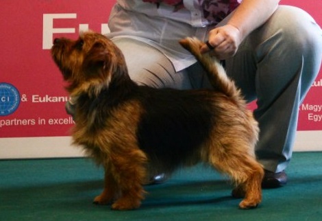 Allright  DANSING DINAMIT | Norfolk Terrier 