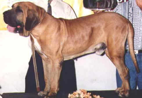 Touro do caramona | Fila Brasileiro 