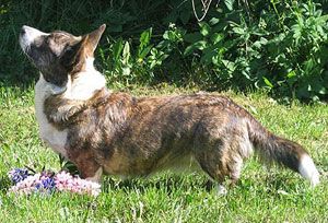 Mudpaw's Artemis | Cardigan Welsh Corgi 