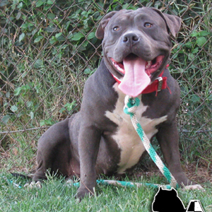 Az Desert Dogs Samson's Daughter | American Pit Bull Terrier 