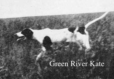 Green River Kate (Lad of Rush x Gorham's Dorothy) | Pointer 