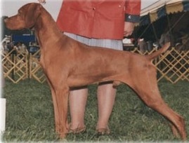 Dirigo Gamblers Marker | Hungarian Vizsla 