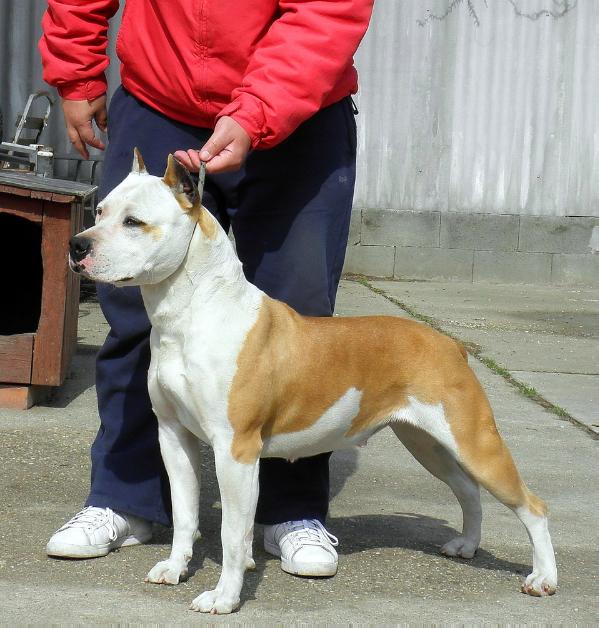Tigerwood's Butterfly | American Staffordshire Terrier 