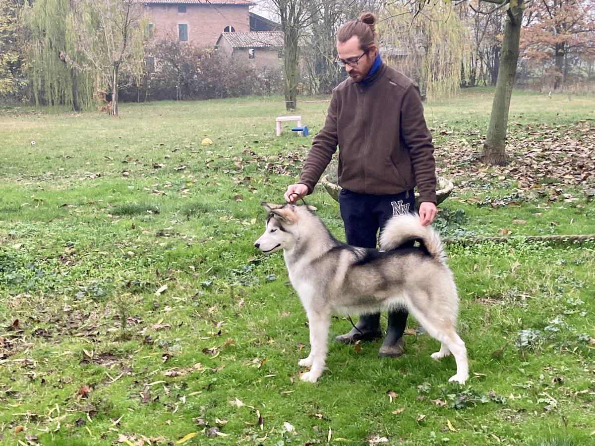 Cosmicfire’s Violently Happy at Darkwood | Alaskan Malamute 