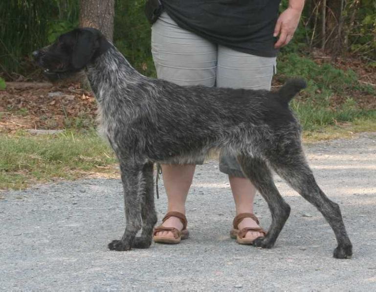 Blueline Raisin' Cain | German Wirehaired Pointer 