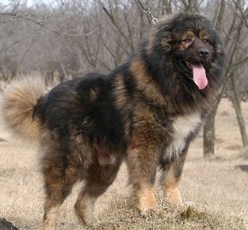 Gorby De Valeni | Caucasian Mountain Dog 