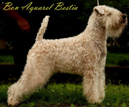 Bon aquarel bestia | Soft Coated Wheaten Terrier 