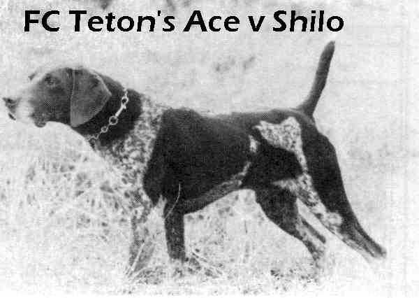 Teton's Ace v Shilo | German Shorthaired Pointer 