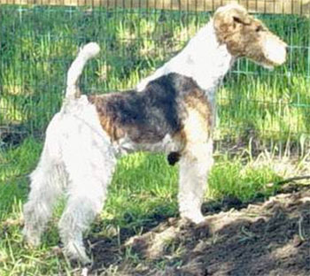 Paul du clos des Amoureux | Wire Fox Terrier 