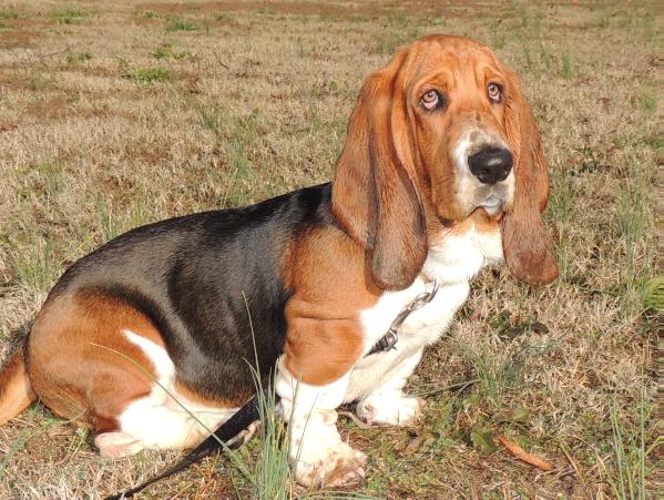 Janzen's Ricardo Alberto Y De Acha | Basset Hound 