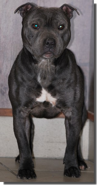 goliath blue de la crique du flojule | Staffordshire Bull Terrier 