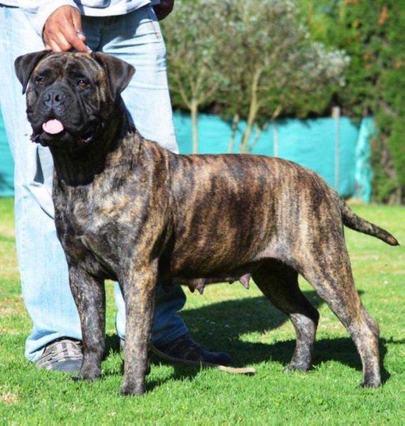 Cabberin's Honey Spirit | Bullmastiff 