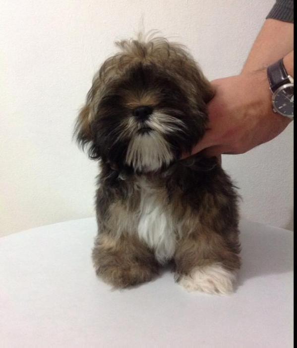 Don Magnus Angel | Lhasa Apso 