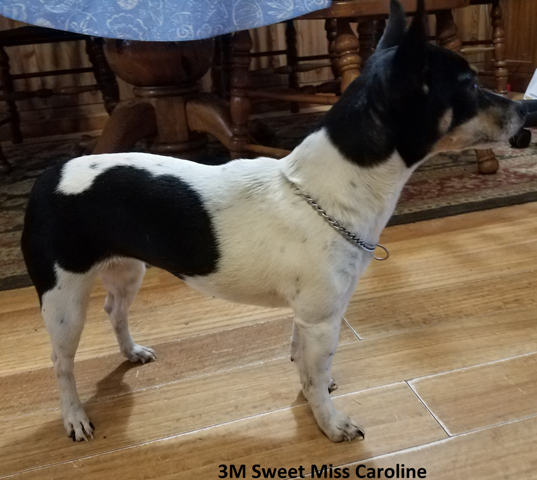 3M Sweet Miss Caroline | Teddy Roosevelt Terrier 