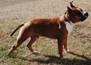 Steelcity's Knock 'Em Out Of Emerald Creek | American Staffordshire Terrier 