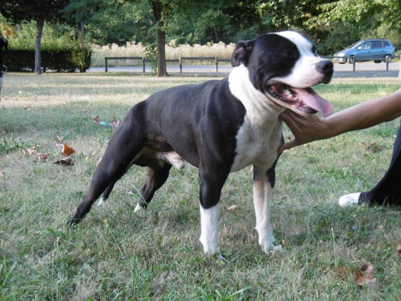 Jocker | American Staffordshire Terrier 