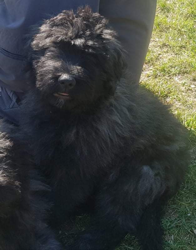 Beta | Bouvier des Flandres 