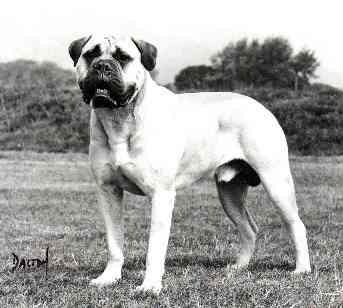 Copperfield Sampson | Bullmastiff 