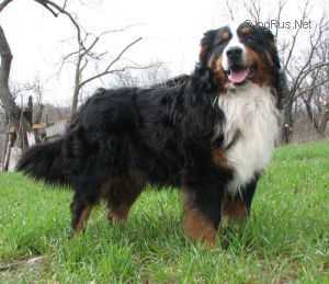 Bonifatsy My Lion Kattyval | Bernese Mountain Dog 