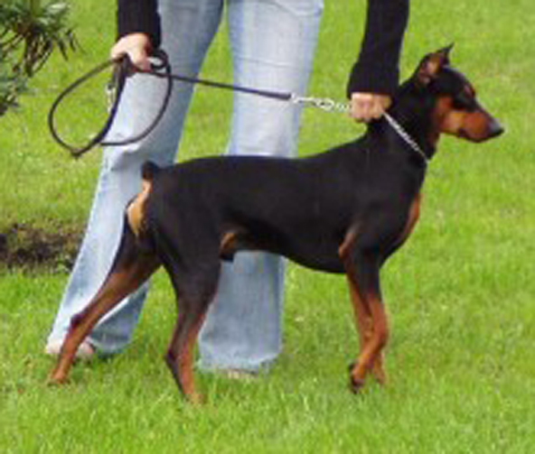 LUCKY LUCK Granda Wesolkow | German Pinscher 