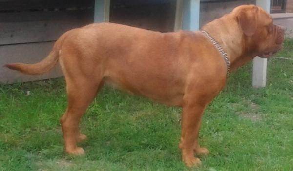 Sheherezada | Dogue de Bordeaux 