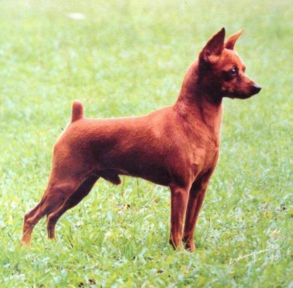BAUTZEN's THE CONQUEROR (USA) | Miniature Pinscher 