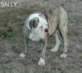 Bullspride Dirty Sally | Olde English Bulldogge 