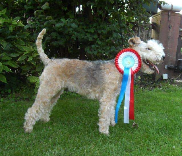 Eyke-Quende du Fuchshof Francais | Lakeland Terrier 