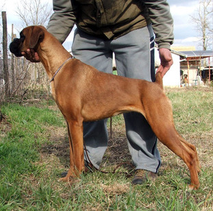 Giselle Erdenbox | Boxer 